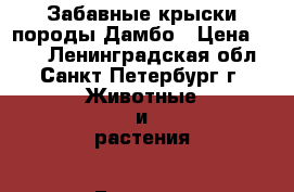 Забавные крыски породы Дамбо › Цена ­ 400 - Ленинградская обл., Санкт-Петербург г. Животные и растения » Грызуны и Рептилии   